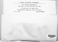 Phellinus igniarius image